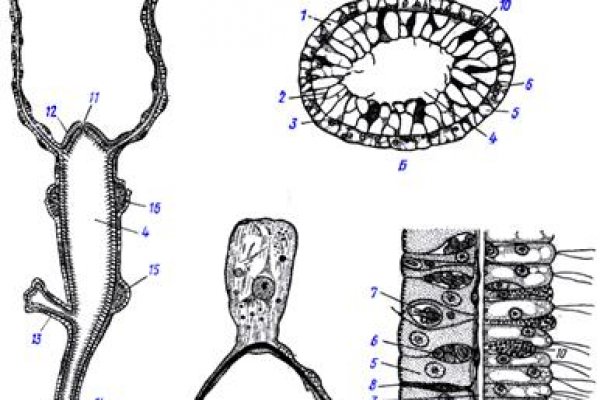 Kraken пользователь не найден при входе